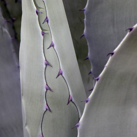 sq-bluetooth-yucca.jpg